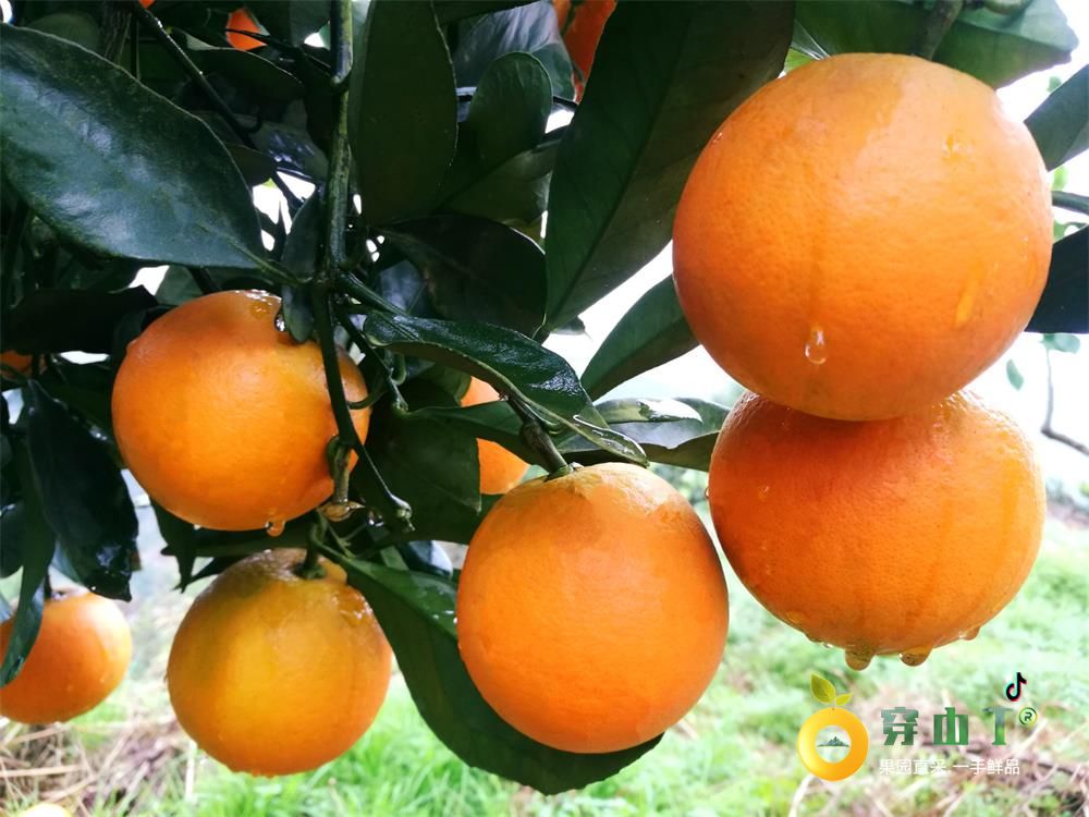 锦红冰糖橙