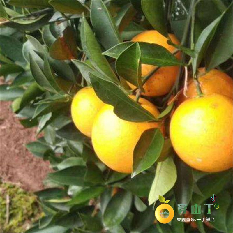 锦红冰糖橙
