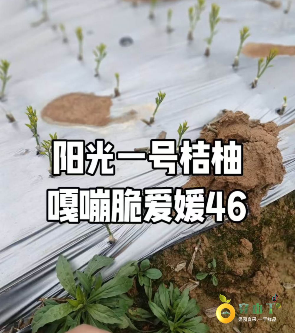 阳光一号桔柚树苗_怀化洪江岩垅阳光一号桔柚果苗基地批发小图