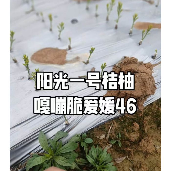 阳光一号桔柚树苗_怀化洪江岩垅阳光一号桔