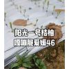 阳光一号桔柚树苗_怀化洪江岩垅阳光一号桔柚果苗基地批发