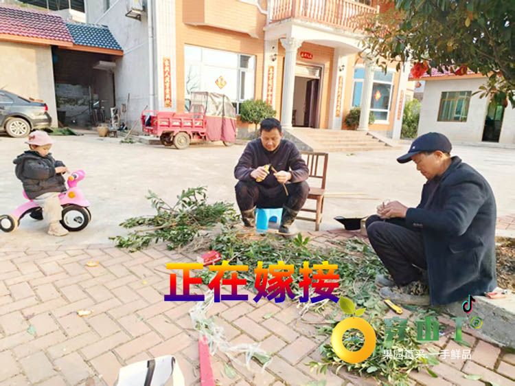 阳光一号桔柚树苗_怀化洪江岩垅阳光一号桔柚果苗基地批发小图