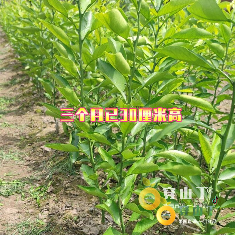 阳光一号桔柚树苗_怀化洪江岩垅阳光一号桔柚果苗基地批发小图