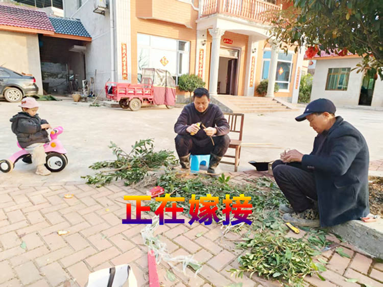 嫁接中