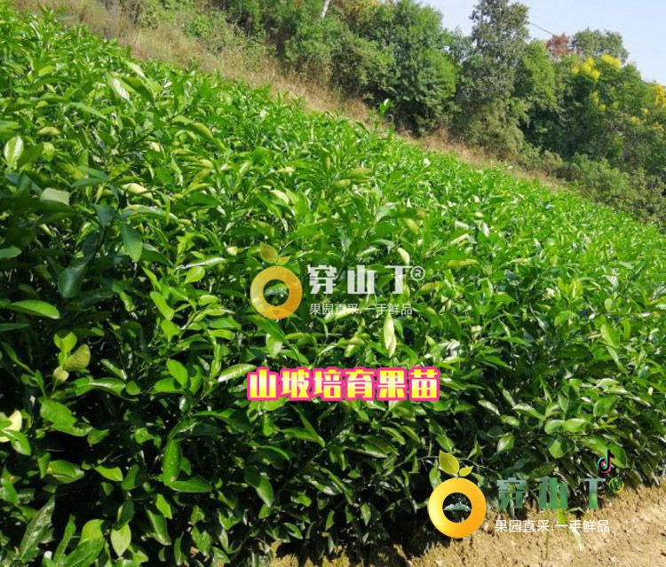 湖南怀化洪江岩垅阳光一号桔柚果苗基地批发正宗树苗小图