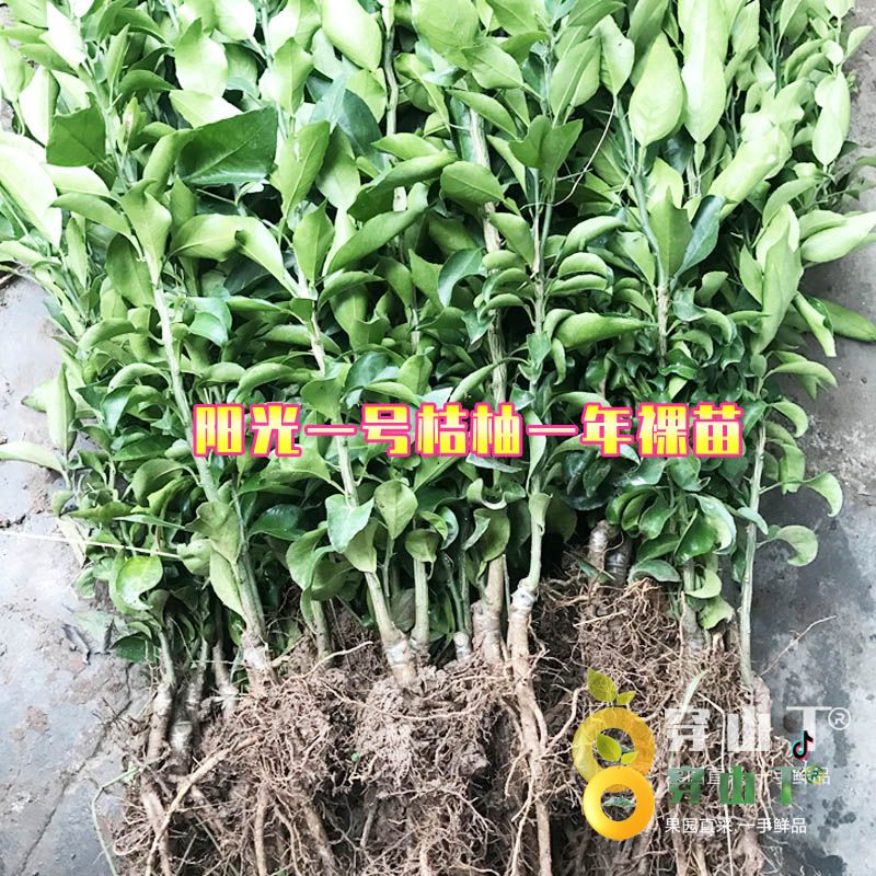 湖南怀化洪江岩垅阳光一号桔柚果苗基地批发正宗树苗小图