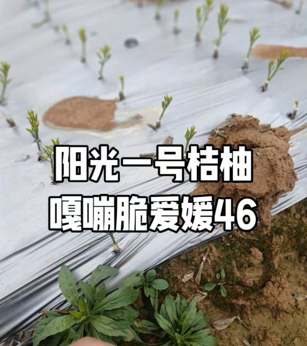 刚发芽