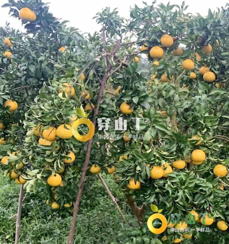 阳光一号桔柚树苗小图