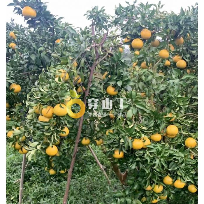 阳光一号桔柚树苗