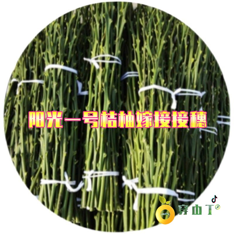阳光一号桔柚树苗小图