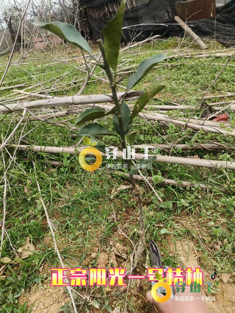 阳光一号桔柚树苗小图