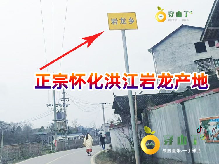 柑桔新品种阳光1号桔柚介绍小图