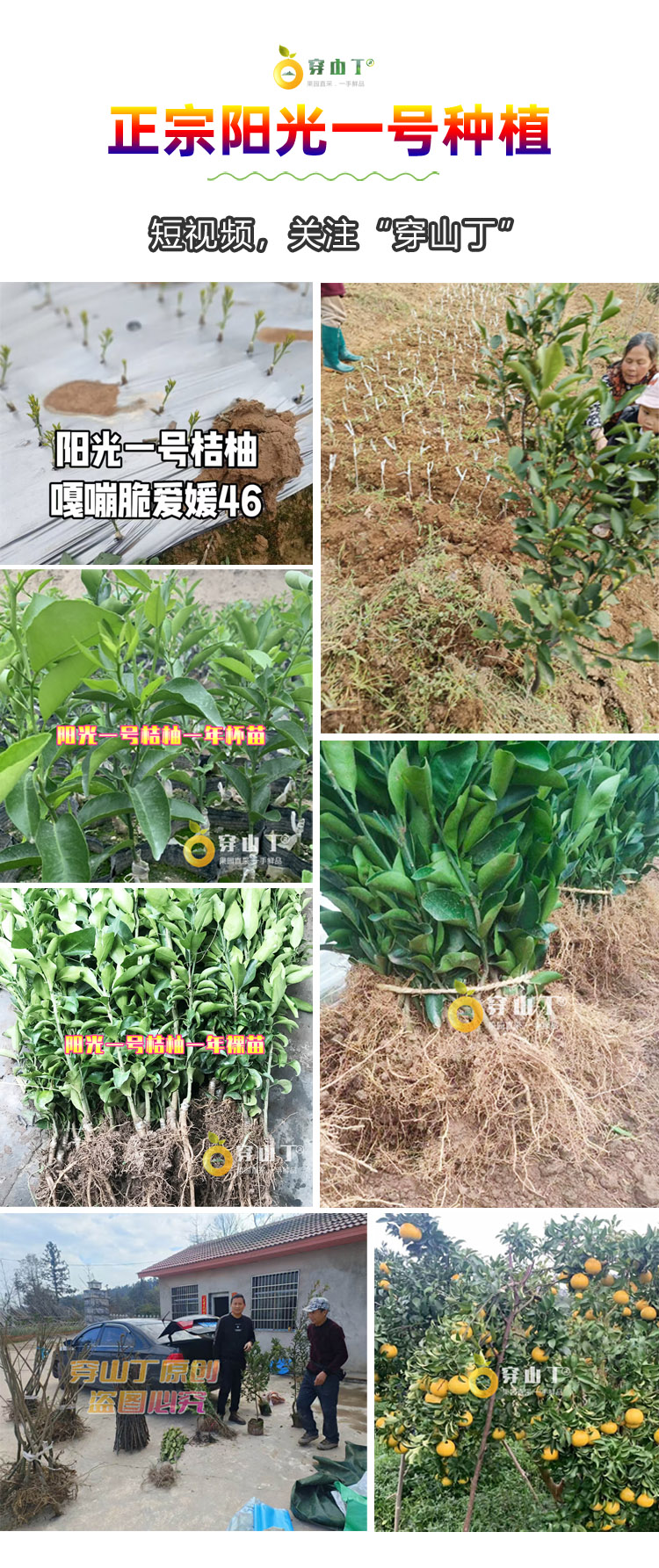 9 阳光一号果苗