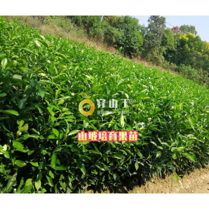 阳光一号桔柚苗哪里买？