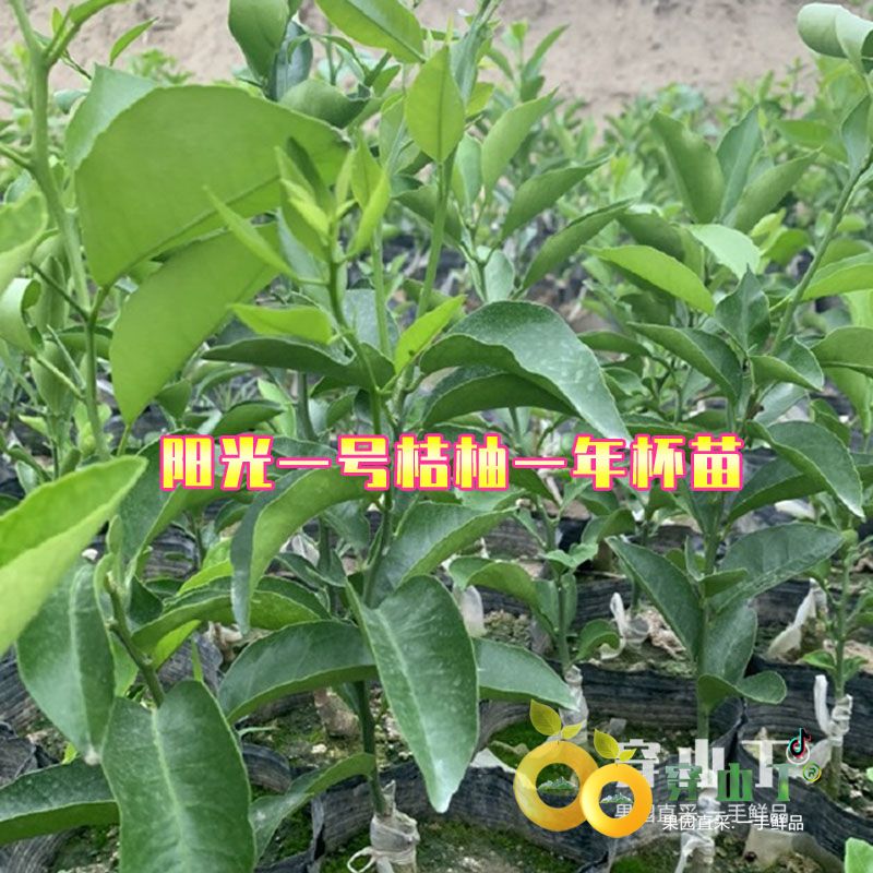 阳光一号桔柚苗木基地地址小图
