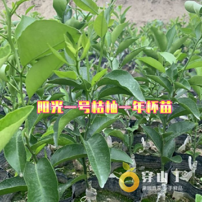 阳光一号桔柚苗木基地地址