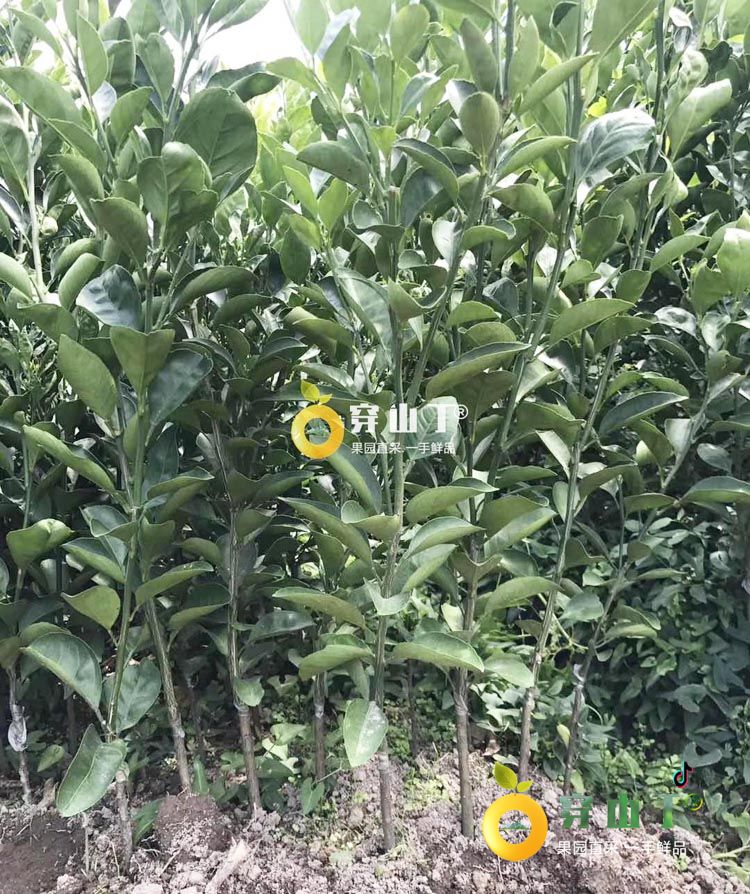 阳光一号桔柚苗木基地地址小图