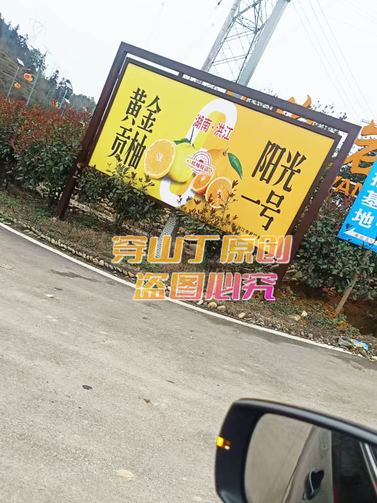 阳光一号桔柚采摘视频_2025年11月怀化洪江岩垅阳光一