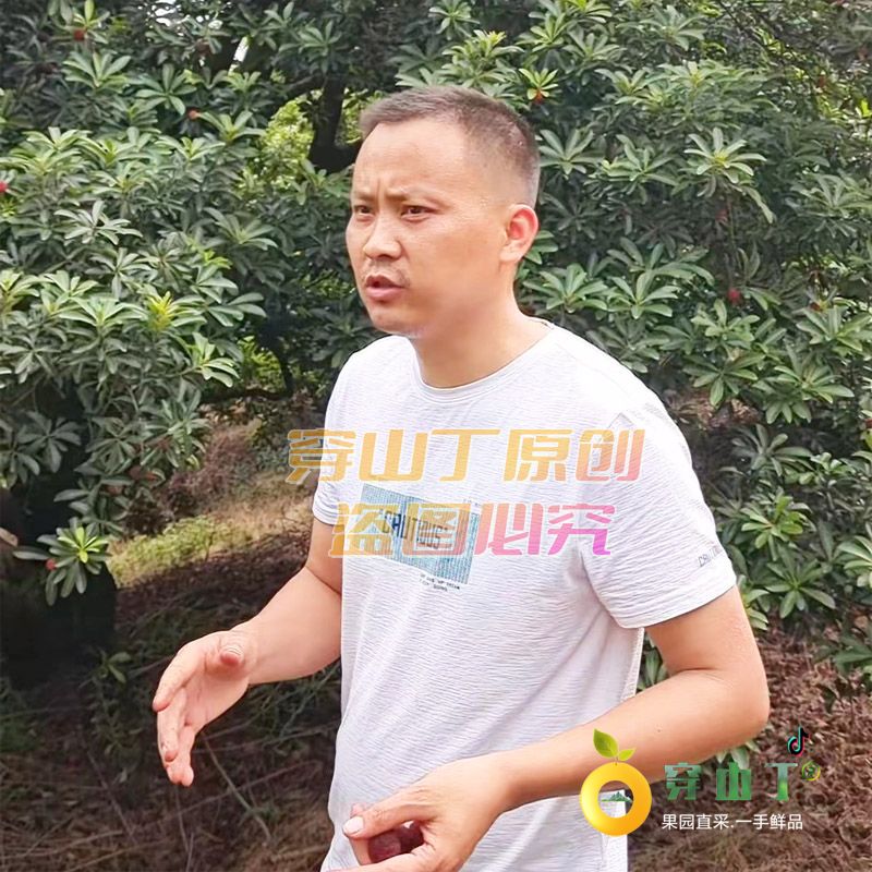 怀化洪江托口杨梅种植基地_杨梅节_怀化杨梅之乡在哪里小图