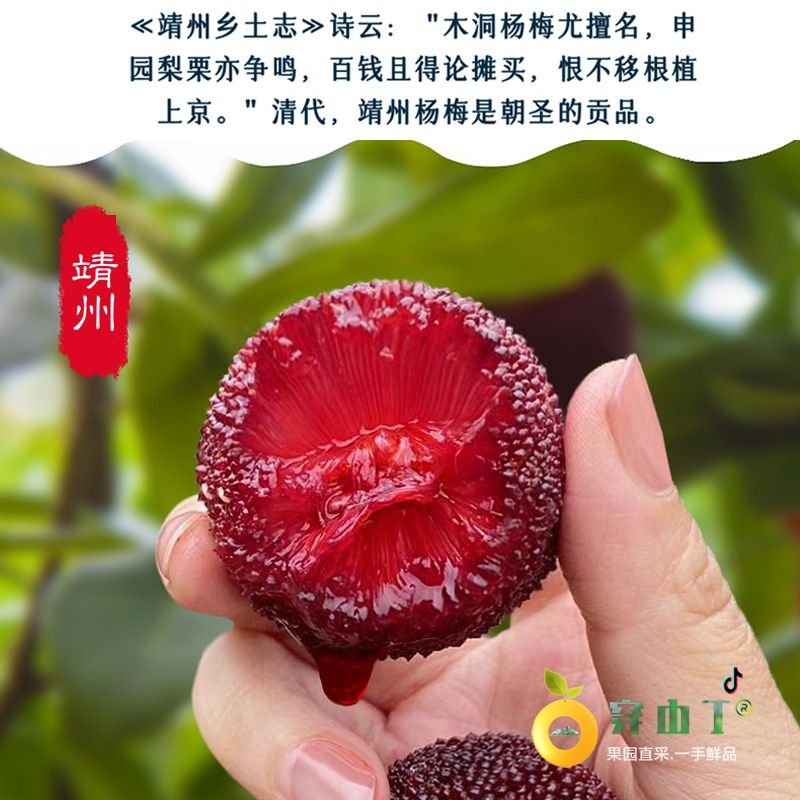 怀化洪江托口杨梅种植基地_杨梅节_怀化杨梅之乡在哪里小图
