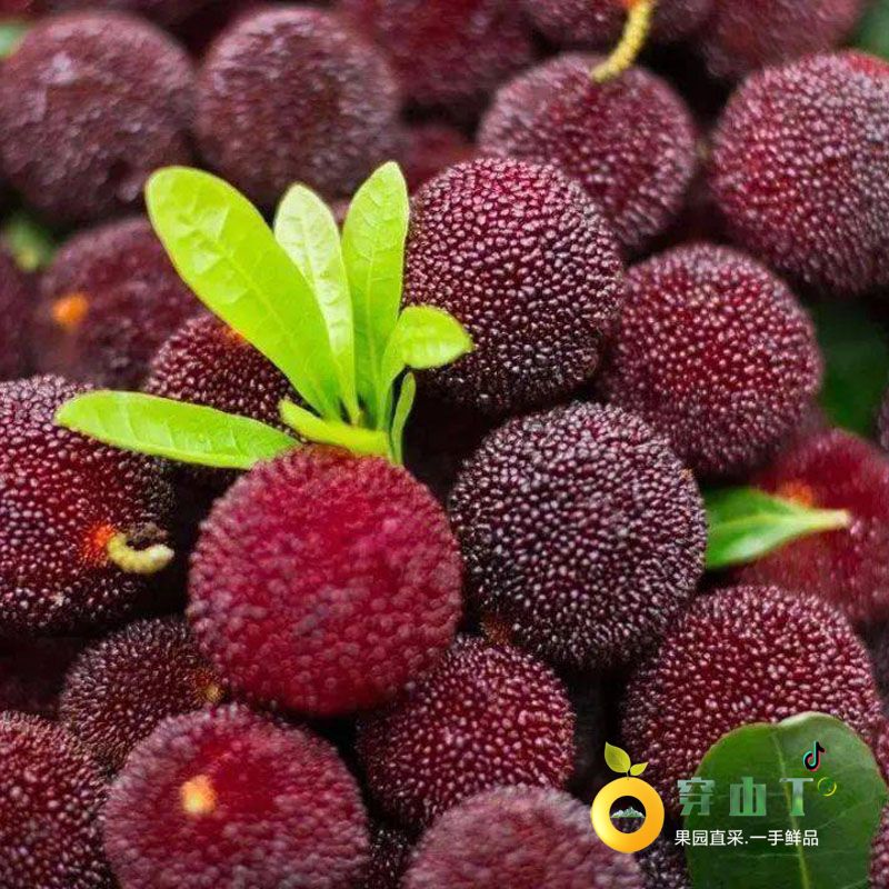 怀化东魁杨梅