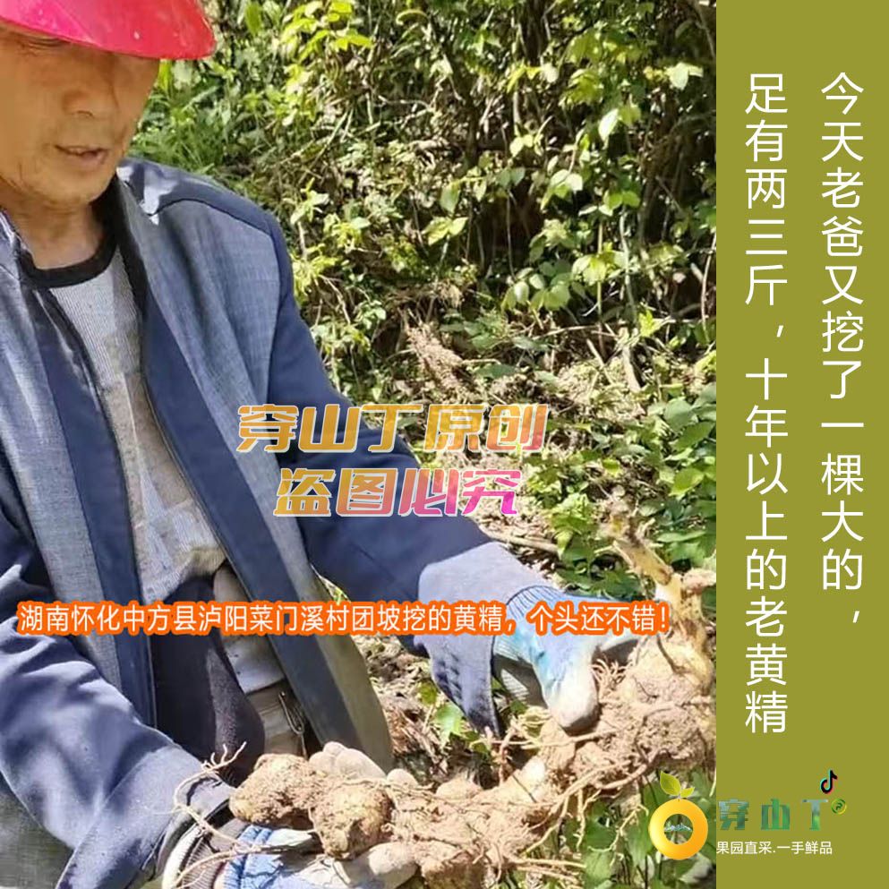 湖南怀化洪江市安江雪峰山野生黄精_黔阳新鲜现挖深山老虎姜_怀化鸡头参中药材小图