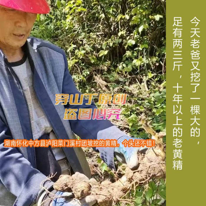 湖南怀化洪江市安江雪峰山野生黄精_黔阳新鲜现挖深山老虎姜_怀化鸡头参中药材