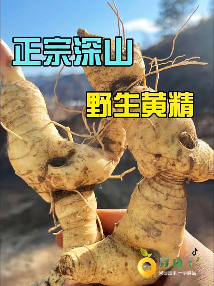 湖南怀化洪江市安江雪峰山野生黄精_黔阳新鲜现挖深山老虎姜_怀化鸡头参中药材小图