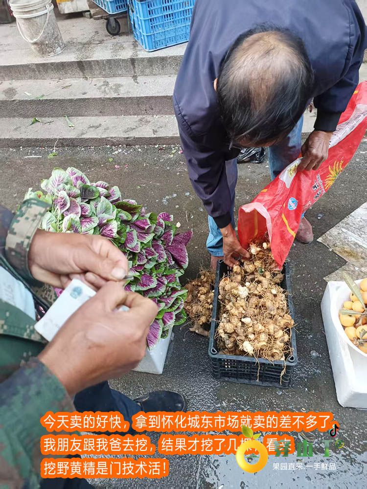湖南怀化洪江市安江雪峰山野生黄精_黔阳新鲜现挖深山老虎姜_怀化鸡头参中药材小图