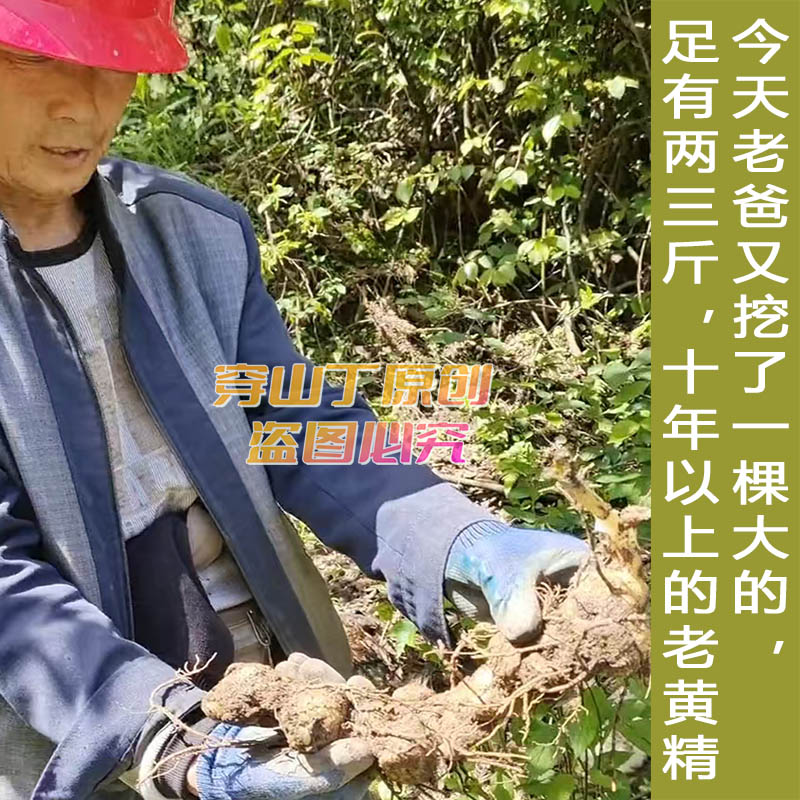 野生黄精