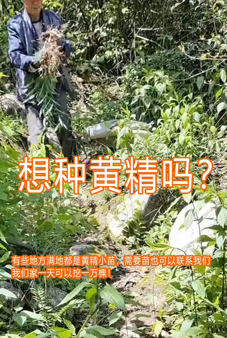 野生黄精