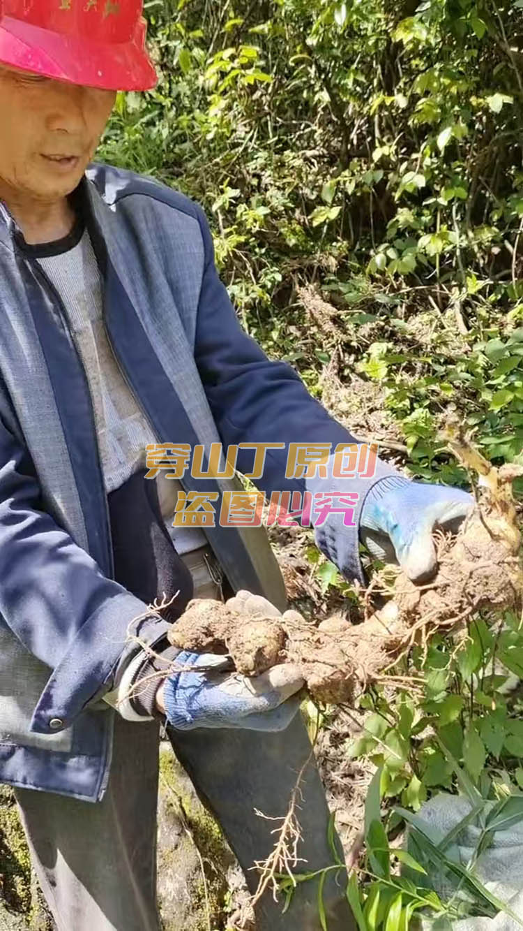 野生黄精