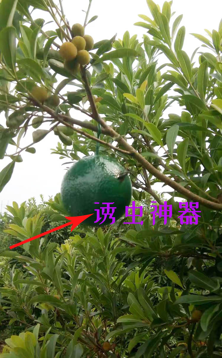 怀化靖州杨梅