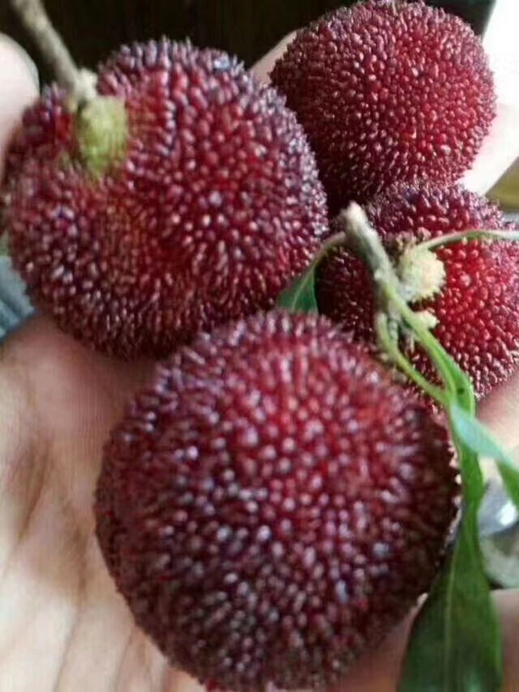 怀化靖州杨梅
