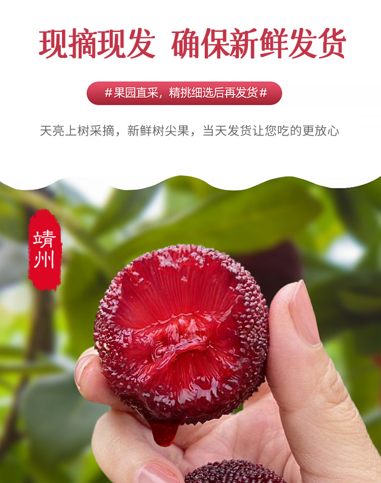 怀化靖州杨梅