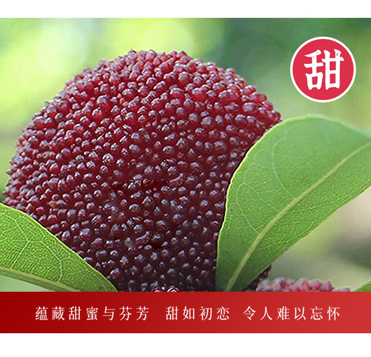 怀化靖州杨梅