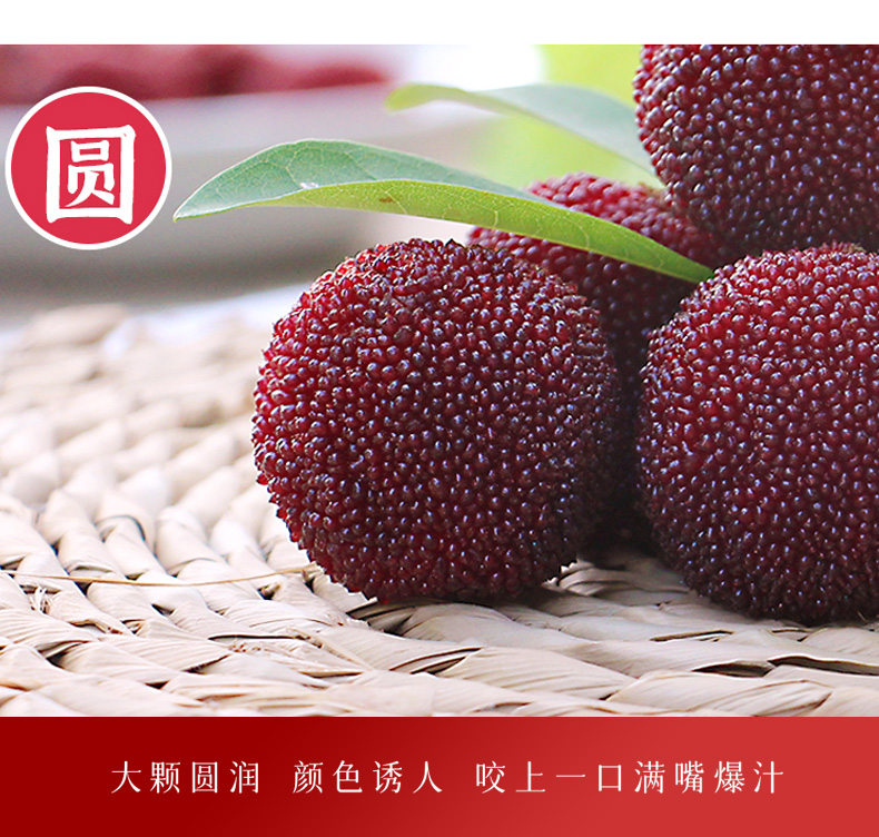 怀化靖州杨梅