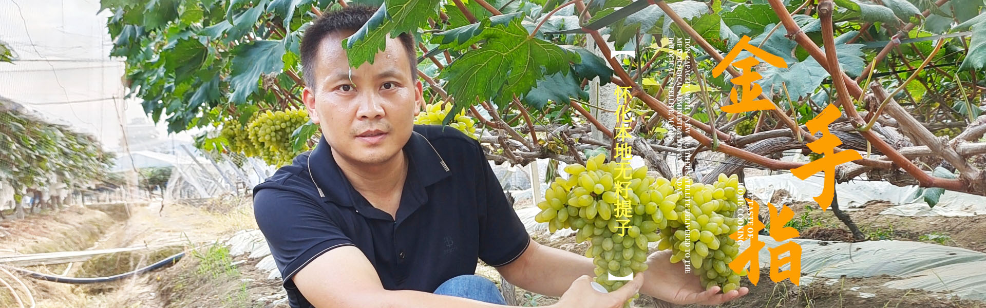 金手指葡萄 